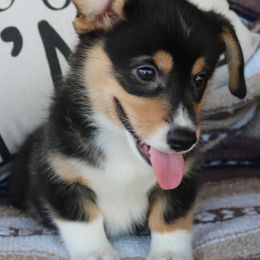 Pembroke Welsh Corgi Puppies from Wild West Corgis of Texas