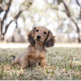 Maple - Dachshund