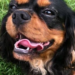 Cavalier King Charles Spaniels from Gulf Coast Cavaliers