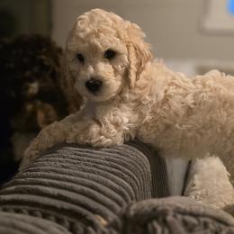 Bernedoodle Puppies from Doting Doodles