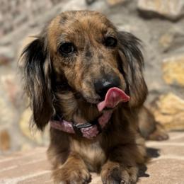* KitKat @WPS - Dachshund