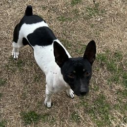 Sarina - Rat Terrier