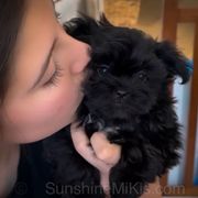 Sunshine Mi-Ki's Jack - Mi-Ki puppy from Sunshine Mi-Ki's
