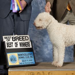 Lagotti Romagnoli from Lakeside Lagotto