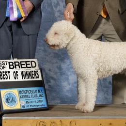 Lagotti Romagnoli from Lakeside Lagotto