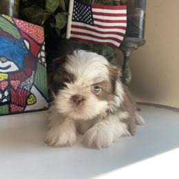 Boy 3 - male Shih Tzu puppy in Troy, Michigan from "Shihtzu Best Friend"