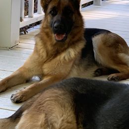 German Shepherd All Grown Up from Angel Oak German Shepherds