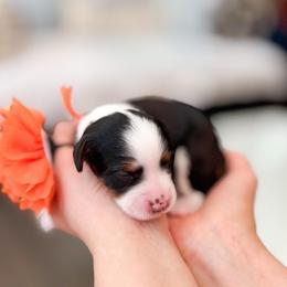 Anastisia-Orange - Tri-color female Bernedoodle puppy in Ontario, California from Teddy Doodles & Standard Poodles
