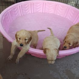 Goldendoodle and Poodle Puppies from The Doodle Patch