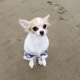 Chihuahuas from Viktoriya Mechenko