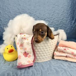 Waggles 2800 - Chocolate and tan female Dachshund puppy in Hendersonville, North Carolina from Snarky Doxy Miniature Dachshunds