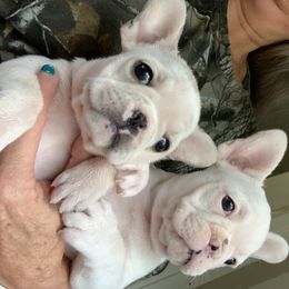 Boston Terrier and French Bulldog Puppies from High Plains