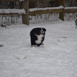 Australian Shepherd and Collie Puppies from Nicara kennel