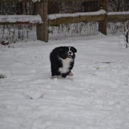 Australian Shepherd and Collie Puppies from Nicara kennel