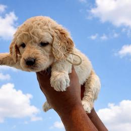Muzick - Cream female Goldendoodle puppy in Houston, Texas from Were The Mack'Doodles