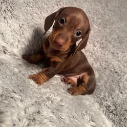 Rita - Chocolate and tan female Dachshund puppy in Petersburg, Virginia from Doting on Dachshunds