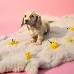 Chihuahua and Dachshund Puppies from Little Pawz, LLC
