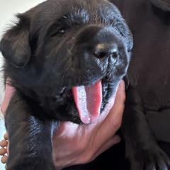 Working Dog Cross Puppies from Happy Hartz