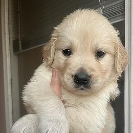 Green male - Golden male Golden Retriever puppy in Jesup, Georgia from Painted Platinum Retrievers (Painted Platinum Kennel) PPK