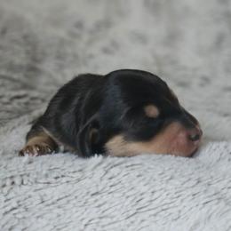 Cedar - Black and cream male Dachshund puppy in Pasco, Washington from Loyal Lil Dachshunds