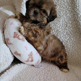 Prissy Priscilla - Brindle and white female Shih Tzu puppy in Cartersville, Georgia from 100 Acre Woods Shih Tzu Plantation