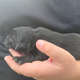 Black Male 2 - Black male Labrador Retriever puppy in Conway, Missouri from Patton's Triple Pine Farm