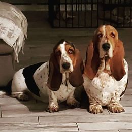 Basset Hound Puppies from Wildflower Bassets