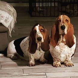 Basset Hound Puppies from Wildflower Bassets