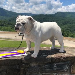 Yuki - Bulldog