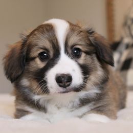 Conrad (fluffy) - Sable male Pembroke Welsh Corgi puppy in Goliad, Texas from Rogers’ Fluffy Butt Corgis