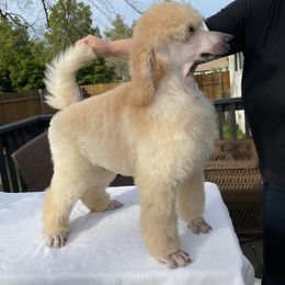 Pomeranian and Poodle Puppies from Carousel Poodles & Pomeranians