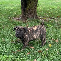 Stormy - Brindle female Boerboel puppy in Guysville, Ohio from Fueled Kennel