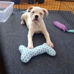 Puppy 6 Orange - White and brindle female American Bulldog puppy in Christiansburg, Virginia from Iron Will American Bulldogs