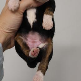 Rachel - Tri-color female Bernedoodle puppy in Muskogee, Oklahoma from Lawler’s Legacy Litters