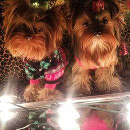 Yorkshire Terrier Puppies from Harmony Hills Yorkies