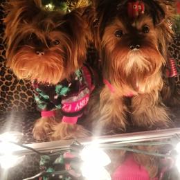 Yorkshire Terrier Puppies from Harmony Hills Yorkies
