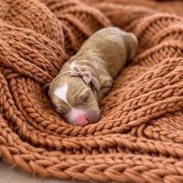 Liberty - Brown and white female Cockapoo puppy in Mt Bethel, Pennsylvania from Stasia’s Cutiepoos