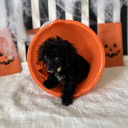 Poodle All Grown Up from Parti-Pawz