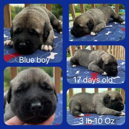 Blue boy - Gray fawn Anatolian Shepherd Dog puppy in Franklin, New Hampshire from Feather’s Glen Anatolians