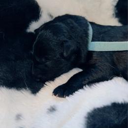 Teal Collar - Black female German Shepherd puppy in Marion, Ohio from Legacy K9’s