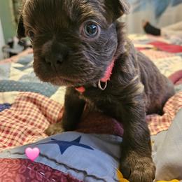 Emily - Black and white female French Bulldog puppy in Bend, Oregon from High Lakes Frenchies