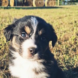 Beth - Black & white female Australian Shepherd puppy in Sioux Falls, Sd Area, South Dakota from Diamond Aussies N the Rough