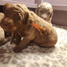Lewis - Caramel male Labradoodle puppy in Fostoria, Michigan from North Country Kennel Club