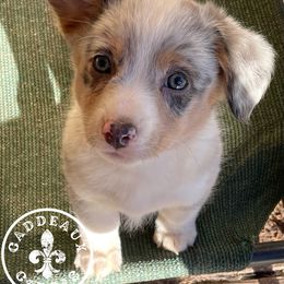 Girl 3 - American Corgi puppy in Shreveport, Louisiana from Caddeaux Corgis