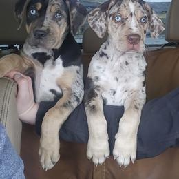 Catahoula Leopard Dog and Pembroke Welsh Corgi Puppies from Peach Tree/Shoreline Catahoulas & Corgis