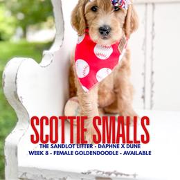 Scottie Smalls - Apricot female Goldendoodle puppy in Marietta, Georgia from Reece + Co Doodles & Poodles