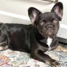 French Bulldogs from Double R Bulldogs