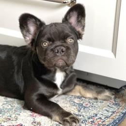French Bulldogs from Double R Bulldogs