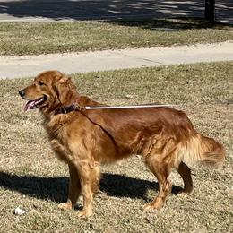 Cockapoos, Cocker Spaniels, and Goldendoodles from MyKy Puppies