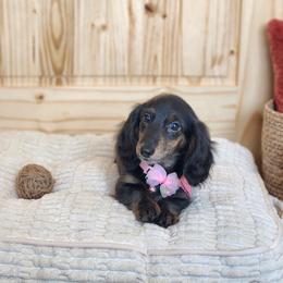 AKC Meet Sylvia :) - Black and tan female Dachshund puppy in Centerville, Iowa from Barnyard Dachshunds, Dals & Doodles